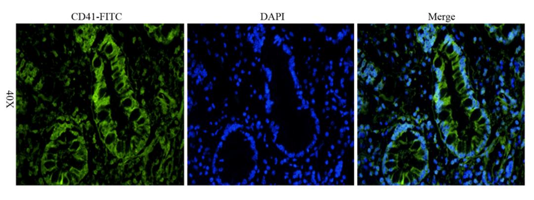 Immunofluorescence image of mouse skin tissue using CD41 antibody (FITC) (dilution at 1:100)