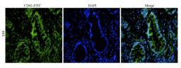 Immunofluorescence image of mouse skin tissue using CD41 antibody (FITC) (dilution at 1:100)