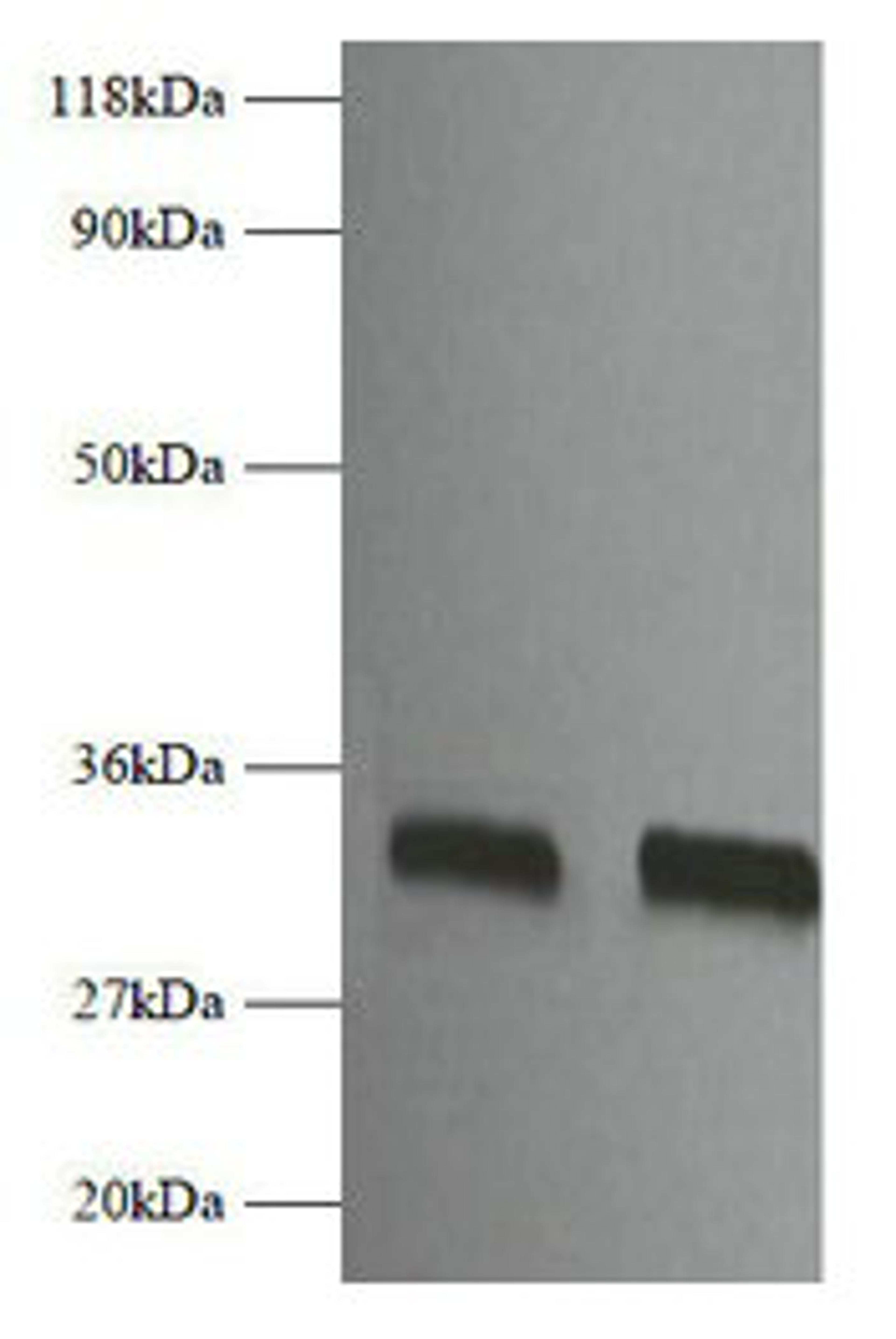 Western blot. All lanes: Fgf2 antibody at 2µg/ml. Lane 1: EC109 whole cell lysate. Lane 2: 293T whole cell lysate. Secondary. Goat polyclonal to rabbit IgG at 1/10000 dilution. Predicted band size: 18 kDa. Observed band size: 32 kDa