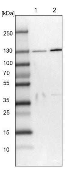 Western Blot: SEC23IP Antibody [NBP1-82456] - Lane 1: NIH-3T3 cell lysate (Mouse embryonic fibroblast cells)<br/>Lane 2: NBT-II cell lysate (Rat Wistar bladder tumour cells)