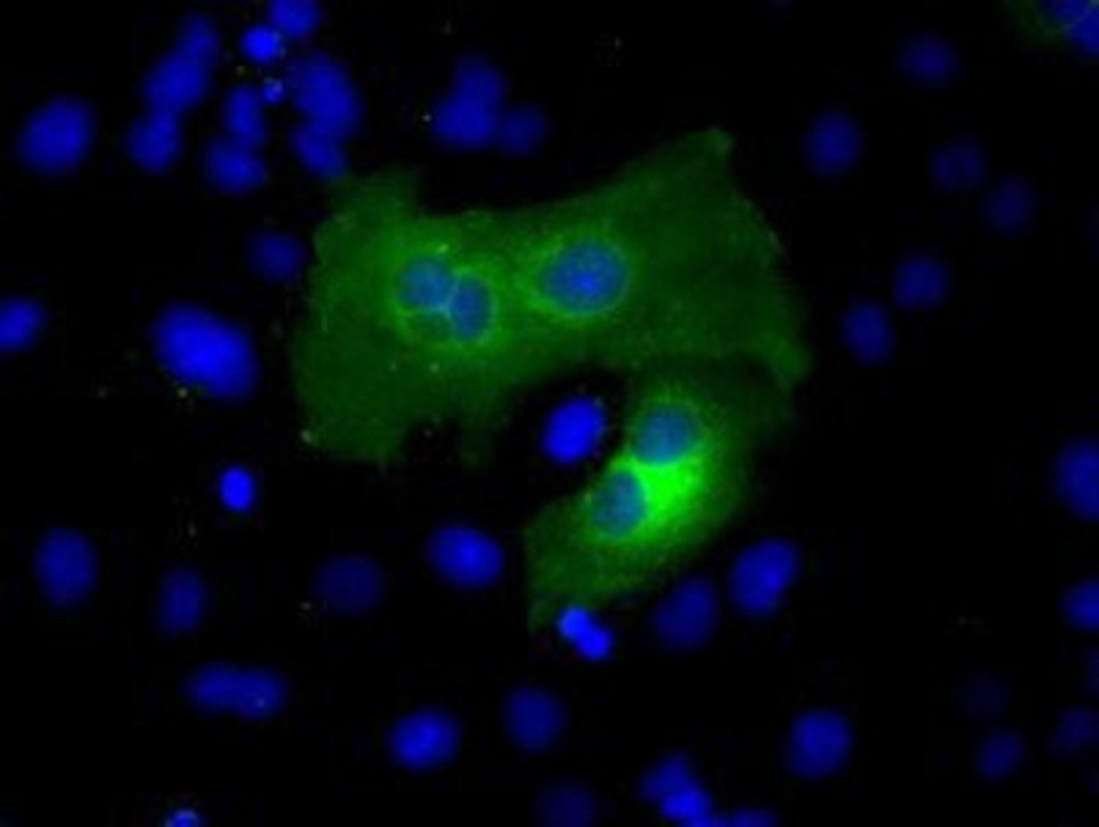 Immunocytochemistry/Immunofluorescence: ACSBG1 Antibody (1D8) [NBP2-02554] Staining of COS7 cells transiently transfected by pCMV6-ENTRY ACSBG1.