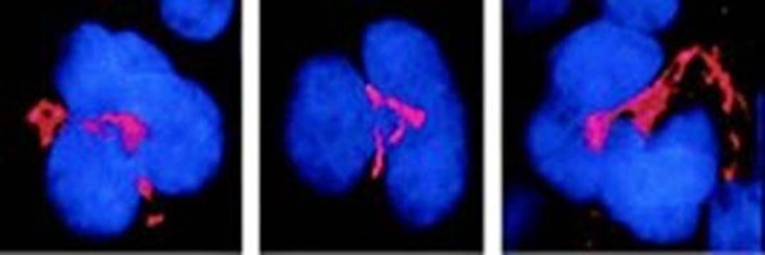 Confocal Immunofluorescencence analysis of MK cells (shown in red) using FKBP51 antibody