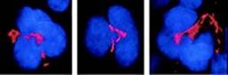 Confocal Immunofluorescencence analysis of MK cells (shown in red) using FKBP51 antibody