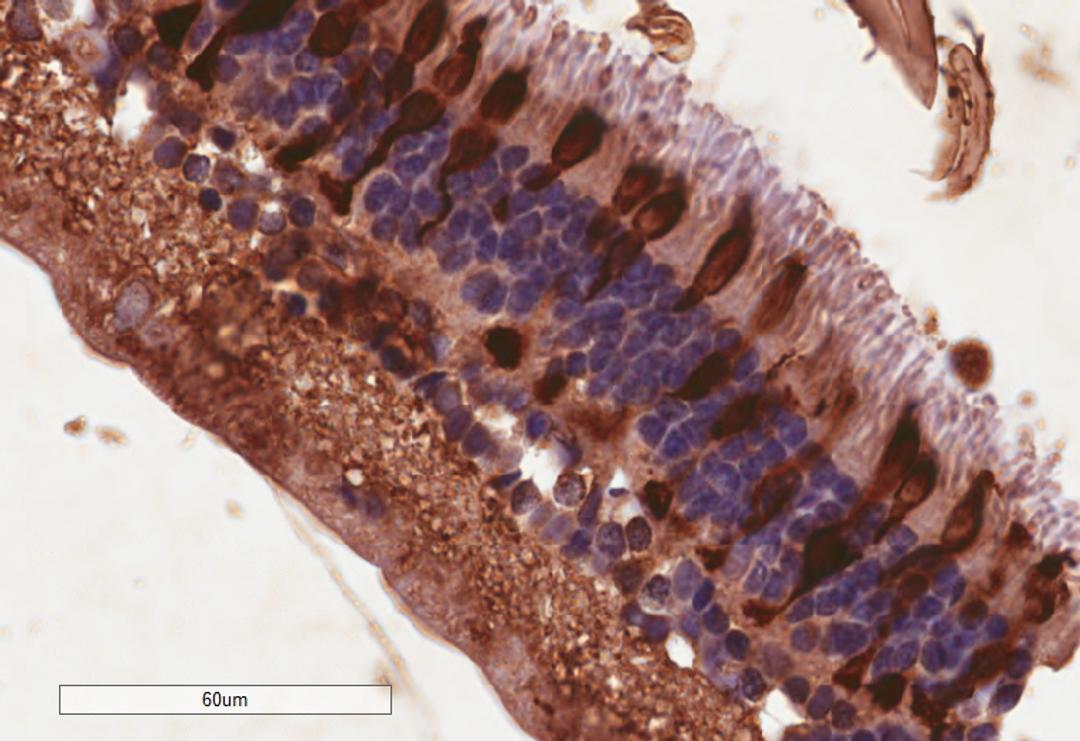 42-024 (4ug/ml) staining of paraffin embedded Human Retina. Microwaved antigen retrieval with citrate buffer pH 6, HRP-staining.