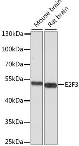 Western blot - E2F3 antibody (A8811)