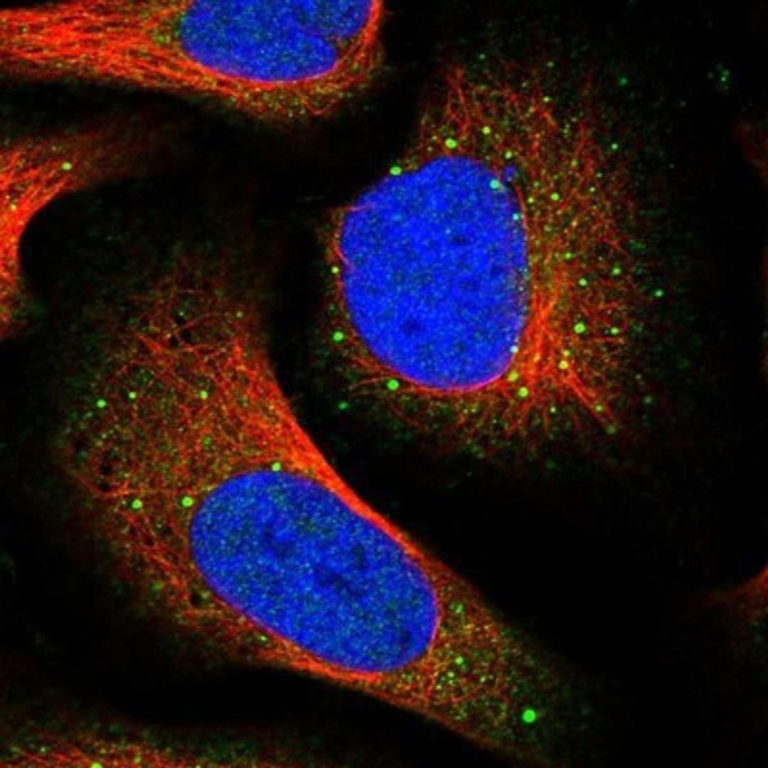 Immunocytochemistry/Immunofluorescence: GNIP Antibody [NBP1-89751] - Staining of human cell line U-2 OS shows positivity in nucleus but not nucleoli, cytoplasm & vesicles.