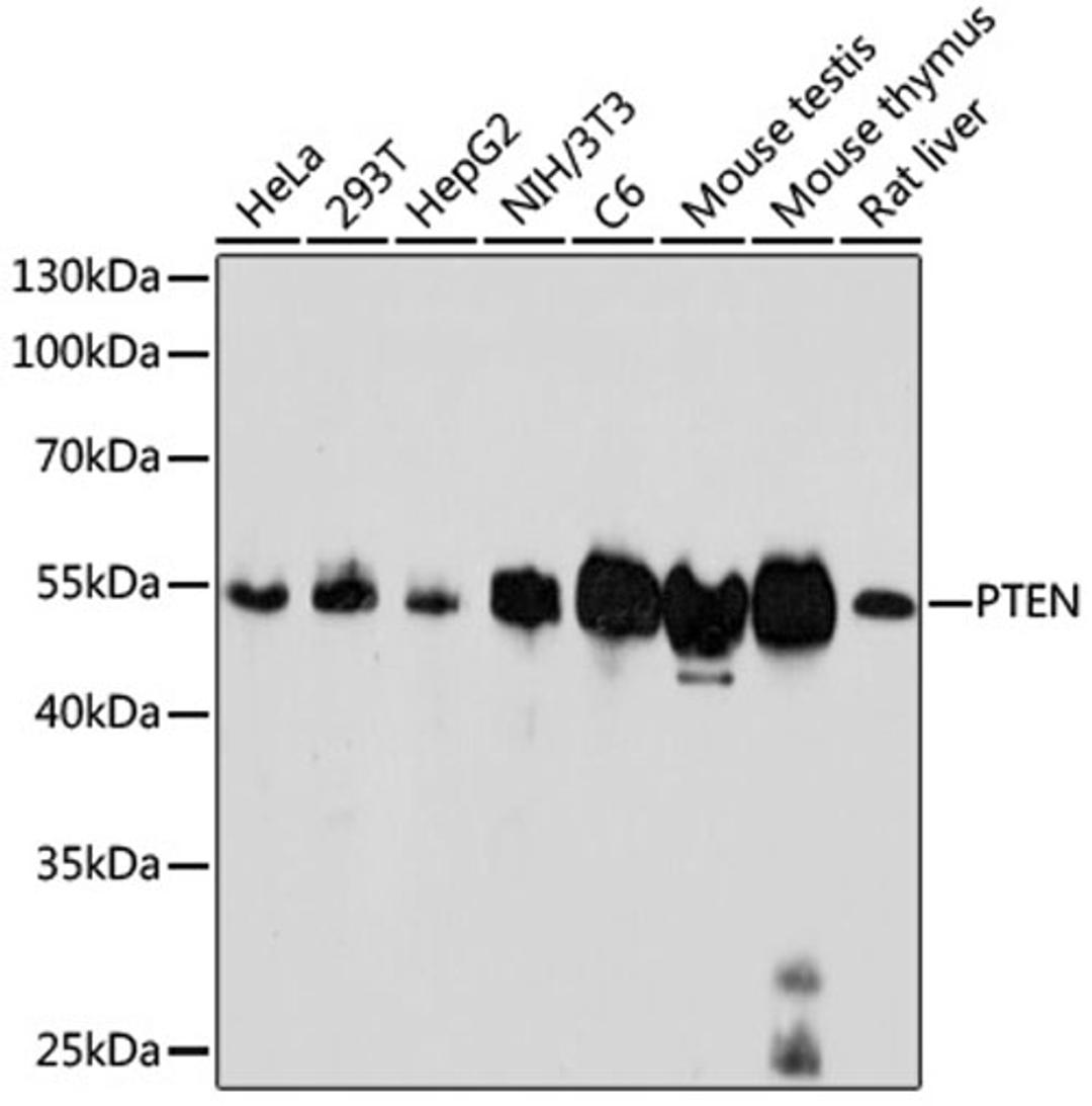 Western blot - PTEN antibody (A11128)