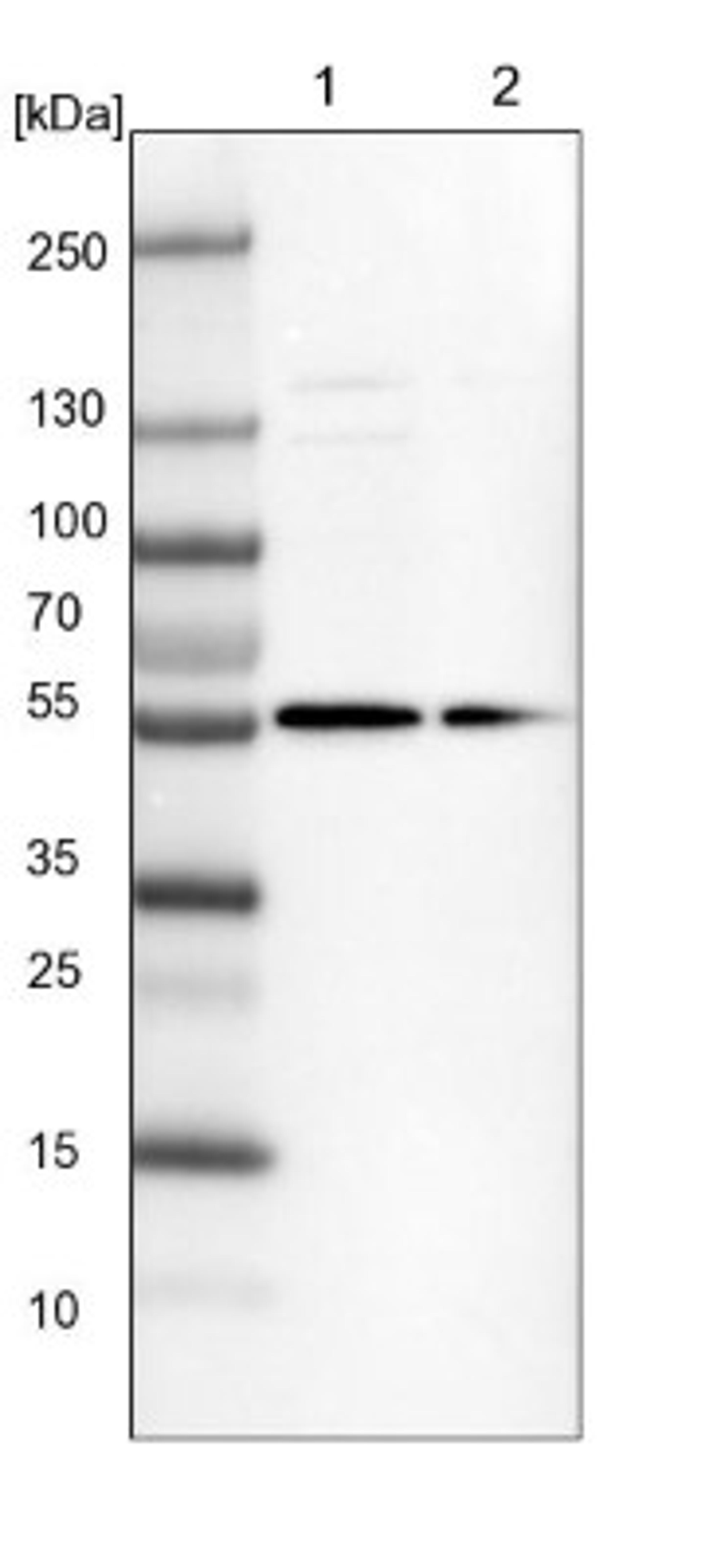 Western Blot: FAM116B Antibody [NBP1-81110] - Lane 1: NIH-3T3 cell lysate (Mouse embryonic fibroblast cells)<br/>Lane 2: NBT-II cell lysate (Rat Wistar bladder tumour cells)