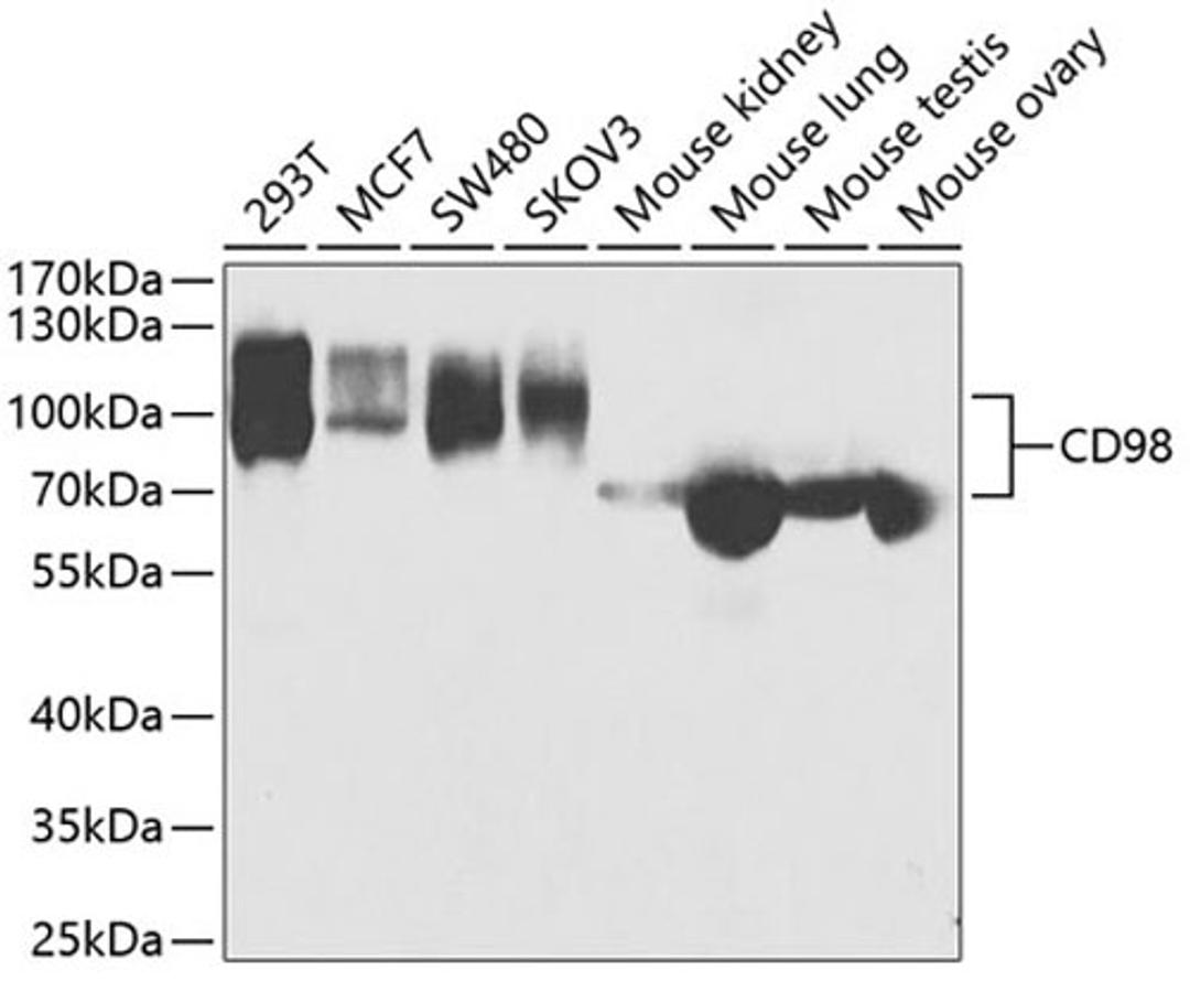 Western blot - CD98 antibody (A5702)