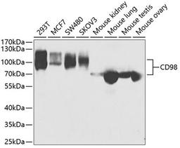 Western blot - CD98 antibody (A5702)