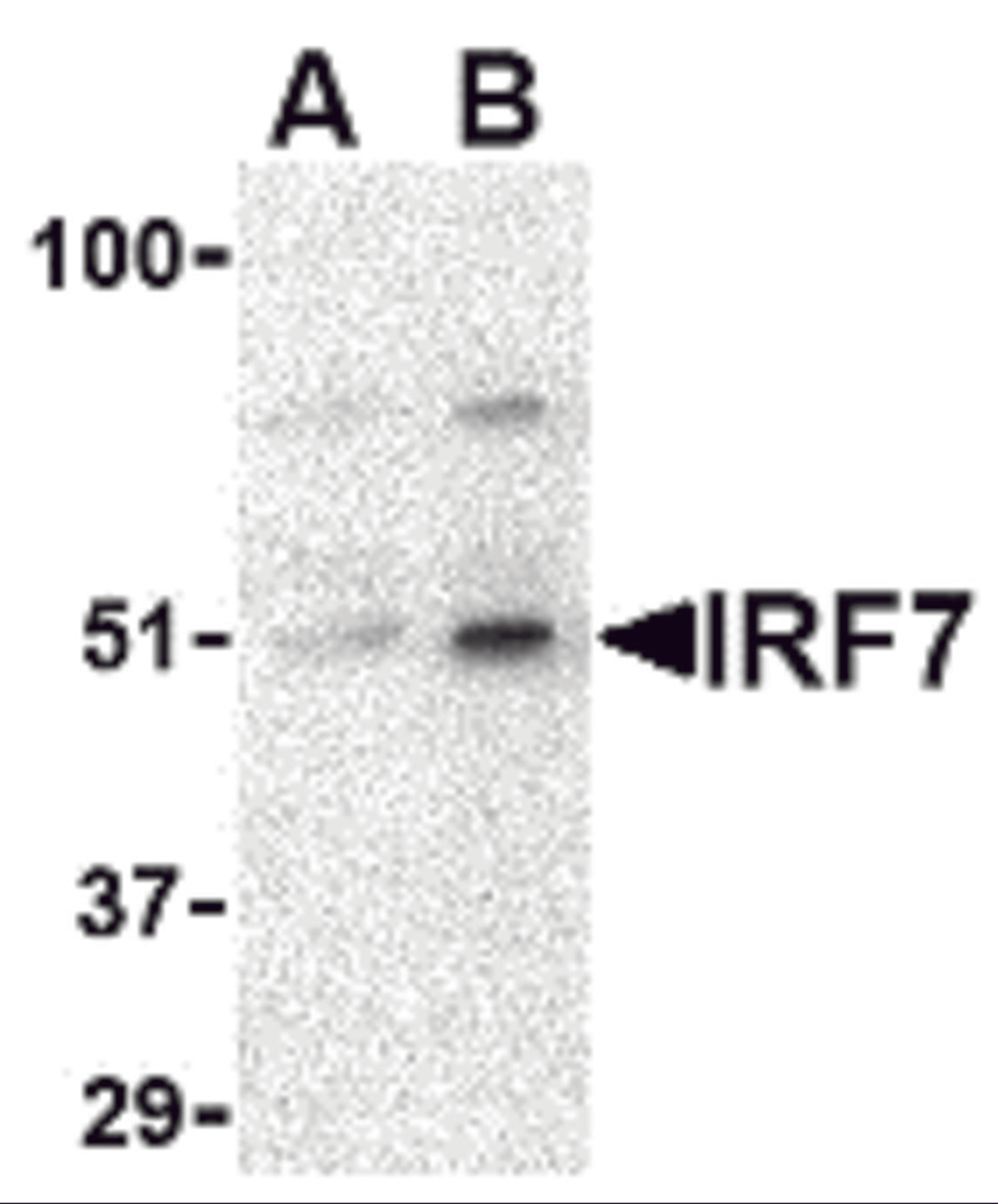Western blot analysis of IRF7 in 293 whole cell lysate with IRF7 antibody at (A) 0.5 and (B) 1 μg/mL.