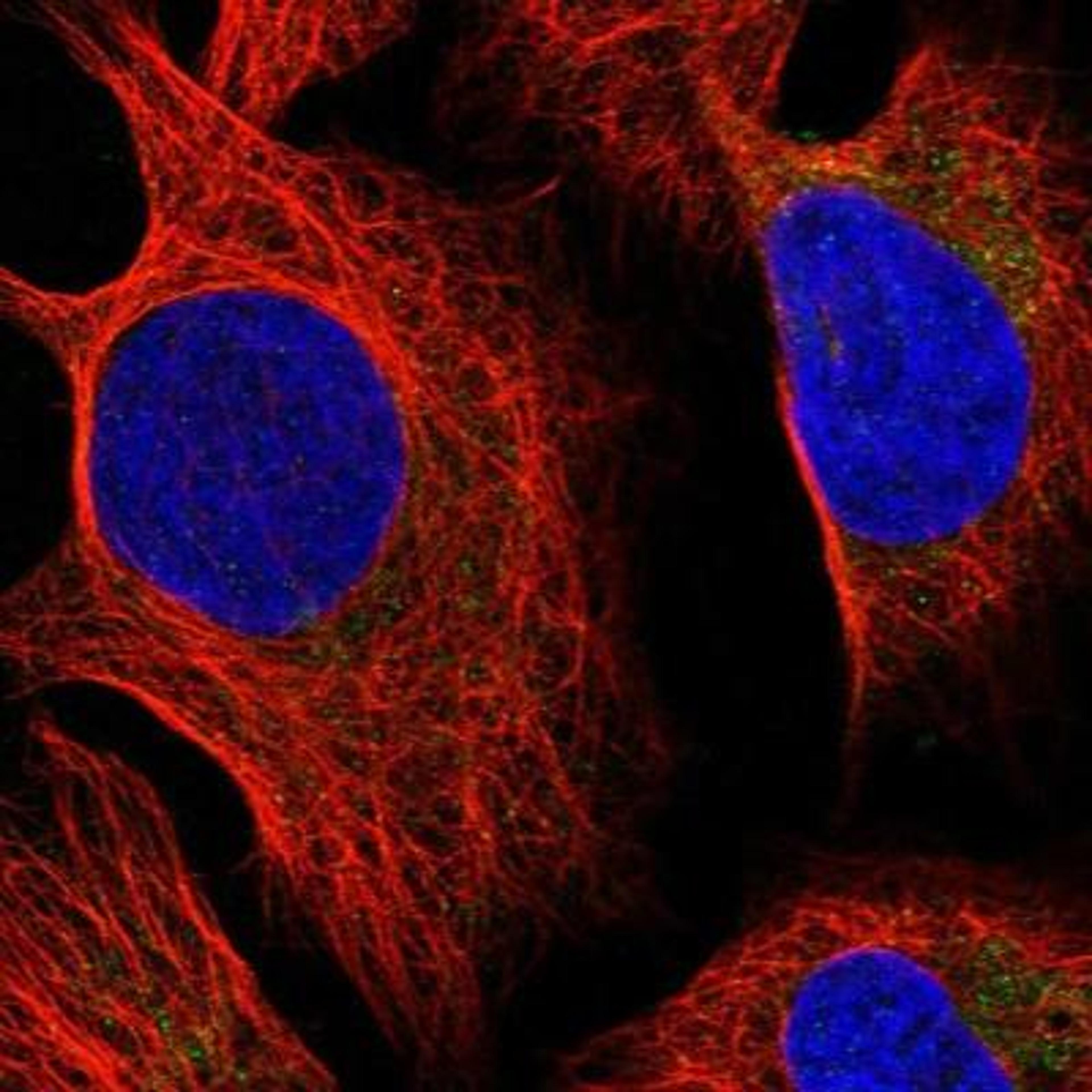 Immunocytochemistry/ Immunofluorescence: MOSC1 Antibody [NBP1-82122] - Staining of human cell line U-2 OS shows positivity in nucleus & mitochondria.