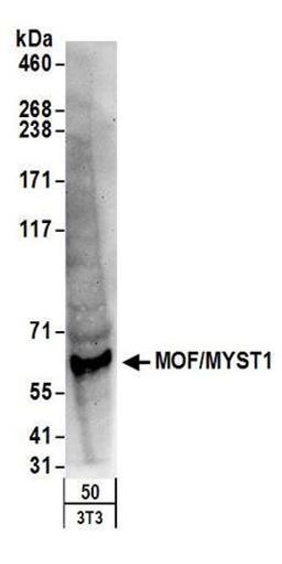 Detection of mouse MOF/MYST1 by western blot.