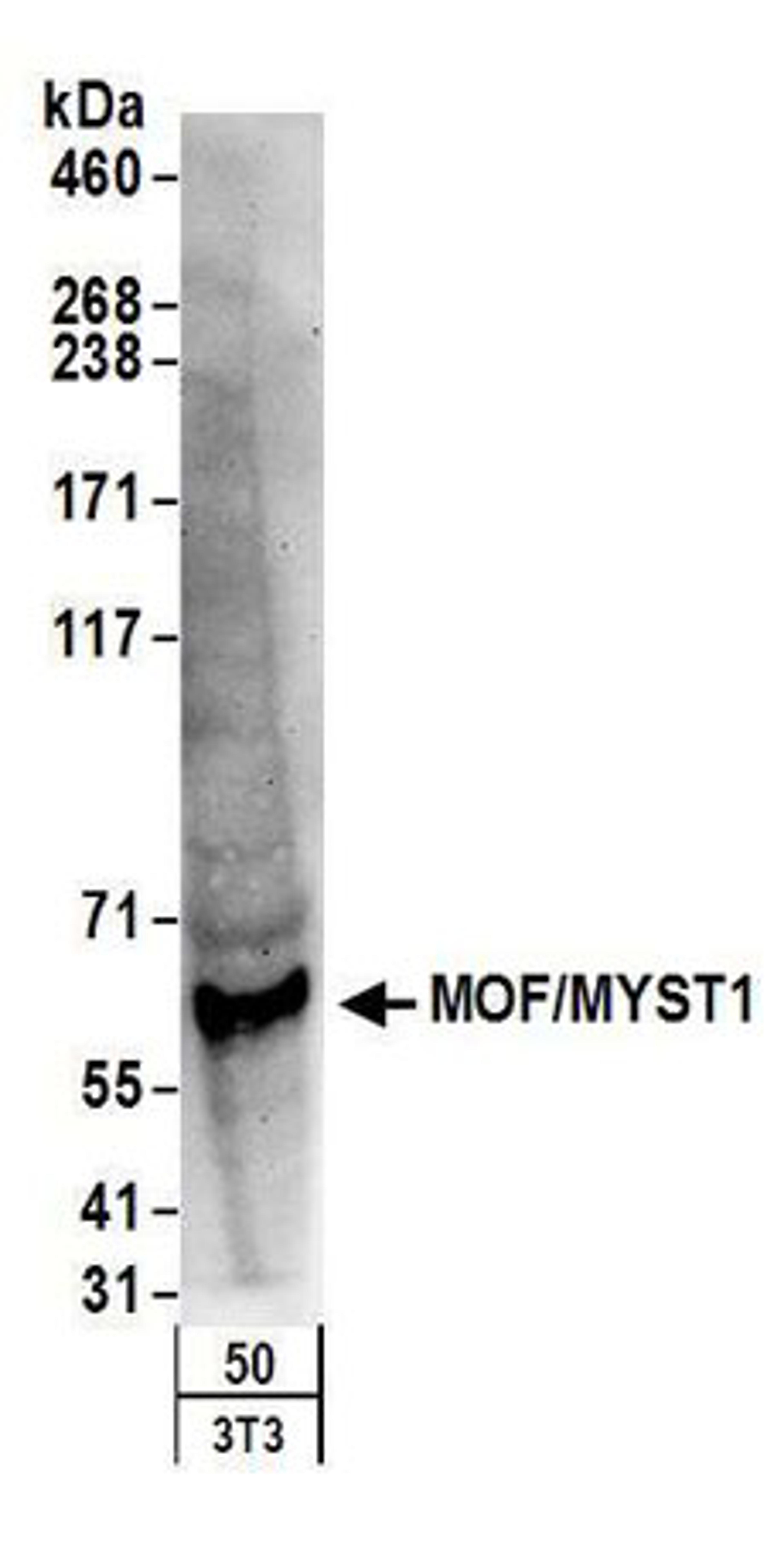 Detection of mouse MOF/MYST1 by western blot.