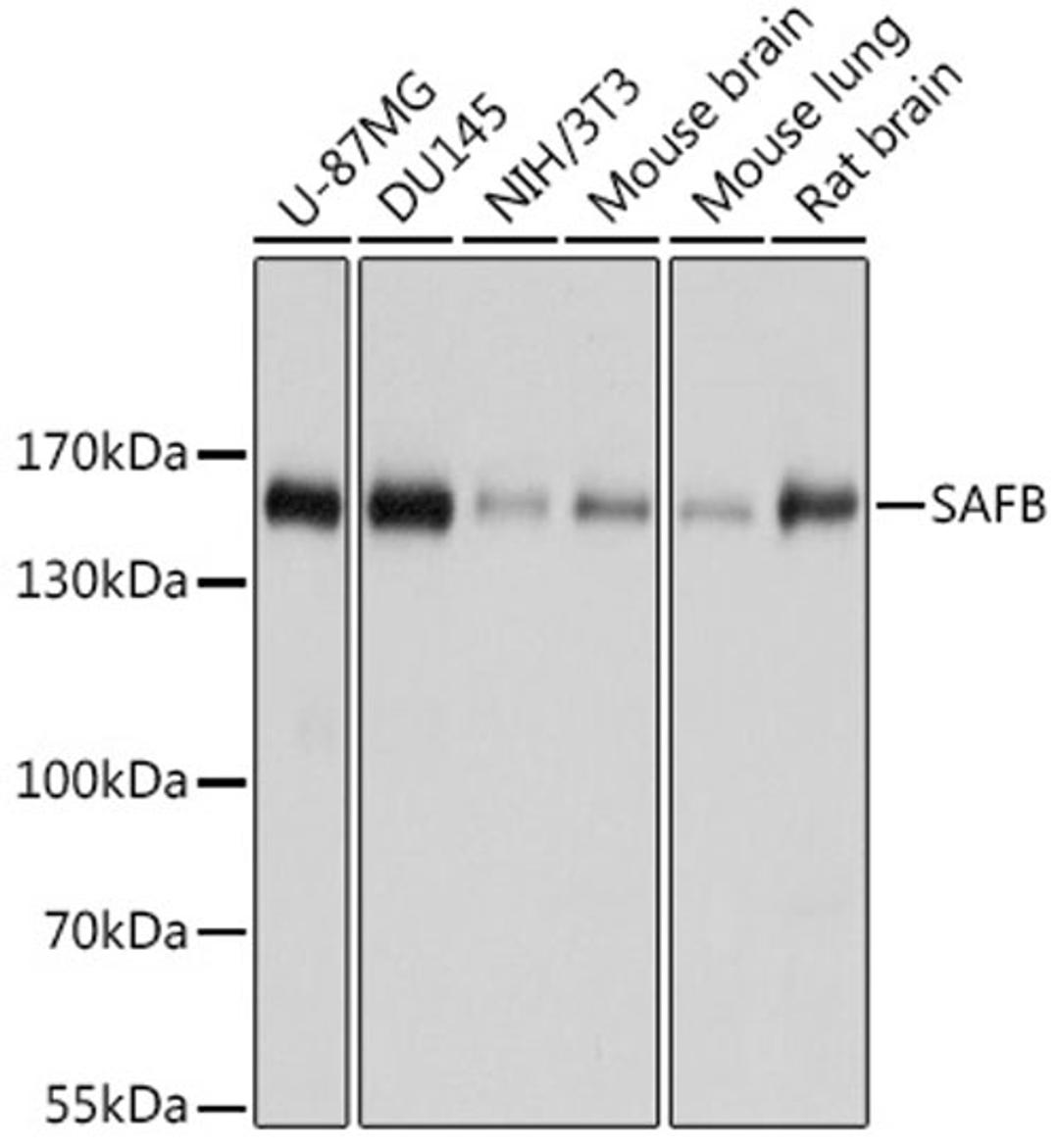 Western blot - SAFB antibody (A7927)