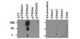 Dot Blot: Histone H3 [p Thr3, Dimethyl Lys4] Antibody [NB21-1013] - Dot Blot analysis of H3pT3/K4me2 using the peptides listed above in 100, 10 & 1 picomoles of peptide.