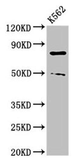Western Blot. Positive WB detected in: K562 whole cell lysate. All lanes: PADI2 antibody at 3µg/ml. Secondary. Goat polyclonal to rabbit IgG at 1/50000 dilution. Predicted band size: 76, 50 kDa. Observed band size: 76, 50 kDa