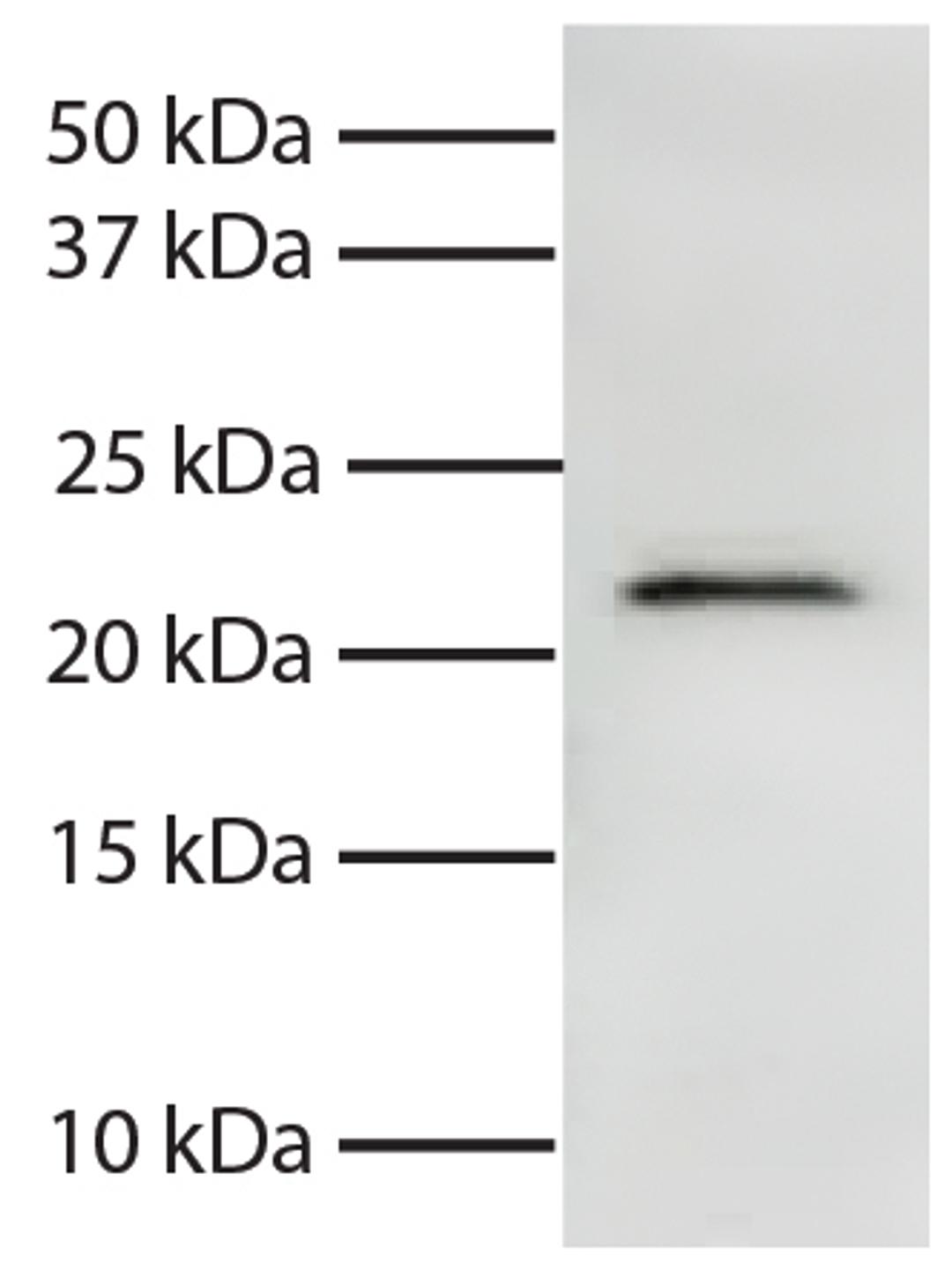 Total cell lysates from Jurkat cells were resolved by electrophoresis, transferred to PVDF membrane, and probed with Mouse Anti-Human Smac/DIABLO-UNLB (Cat. No. 99-765). Proteins were visualized using Goat Anti-Mouse IgG, Human ads-HRP secondary antibody 