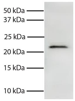 Total cell lysates from Jurkat cells were resolved by electrophoresis, transferred to PVDF membrane, and probed with Mouse Anti-Human Smac/DIABLO-UNLB (Cat. No. 99-765). Proteins were visualized using Goat Anti-Mouse IgG, Human ads-HRP secondary antibody