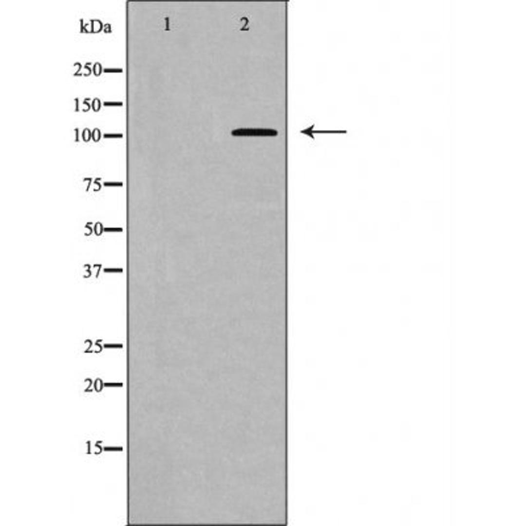 Western blot analysis of NIH/3T3 cell using MYPT1 (Phospho-Thr853) antibody