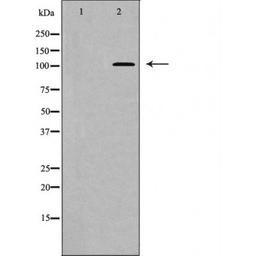 Western blot analysis of NIH/3T3 cell using MYPT1 (Phospho-Thr853) antibody