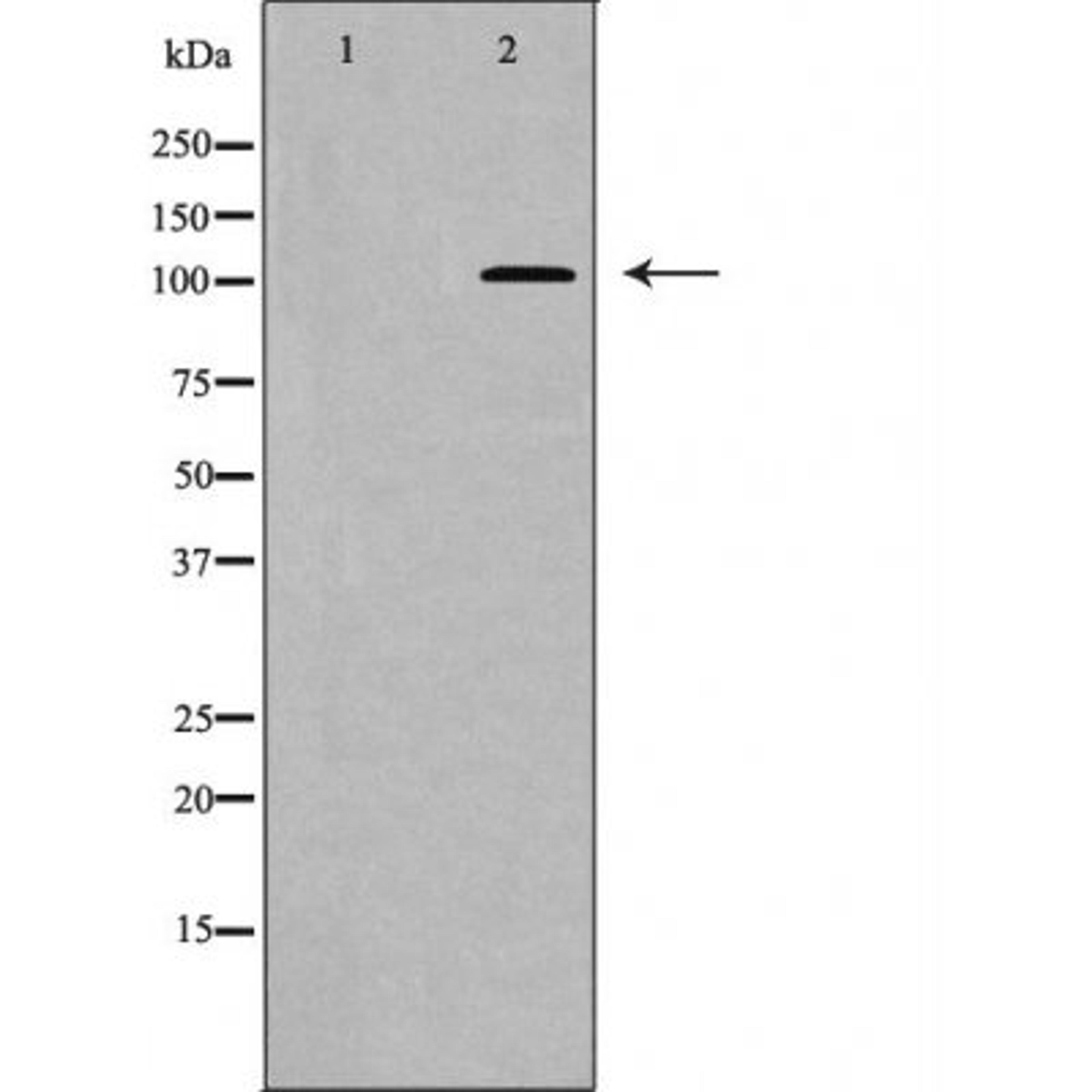 Western blot analysis of NIH/3T3 cell using MYPT1 (Phospho-Thr853) antibody