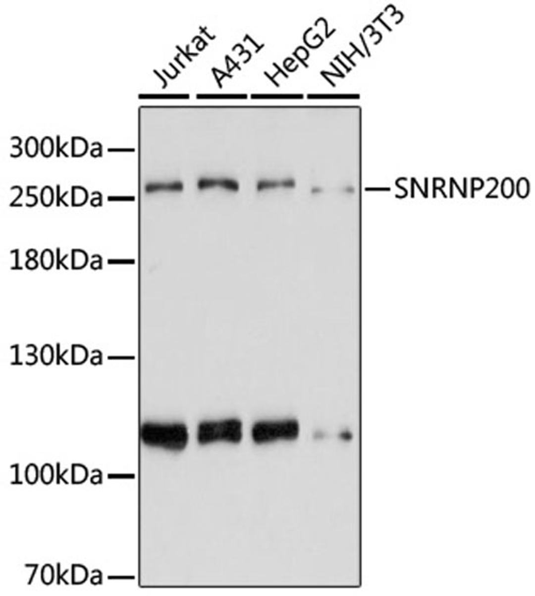 Western blot - SNRNP200 antibody (A6063)