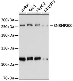 Western blot - SNRNP200 antibody (A6063)