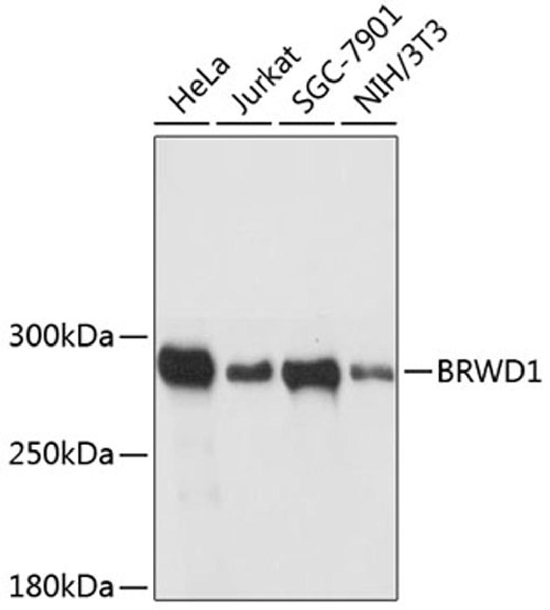 Western blot - BRWD1 antibody (A12656)