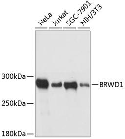 Western blot - BRWD1 antibody (A12656)