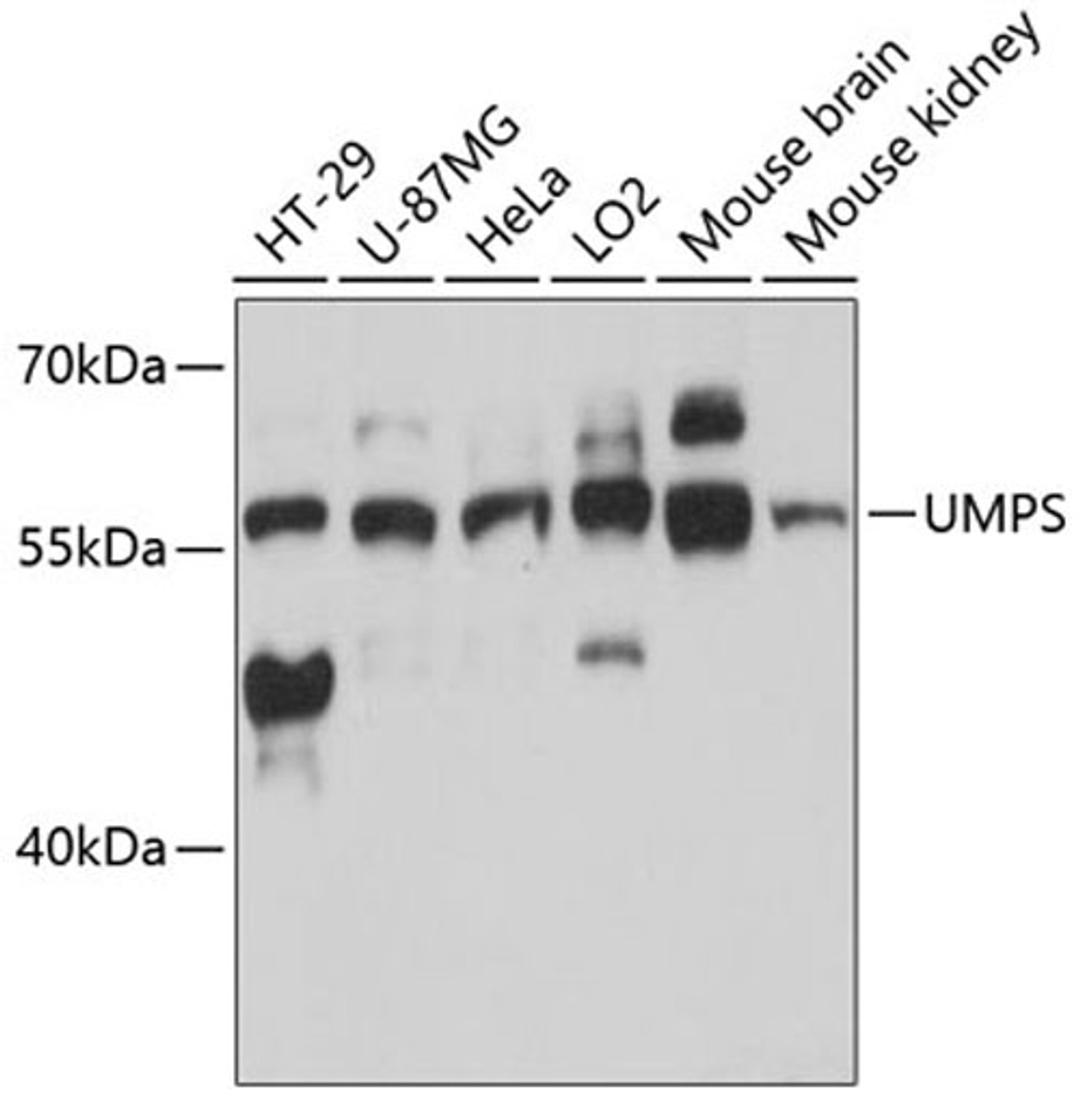 Western blot - UMPS antibody (A13251)