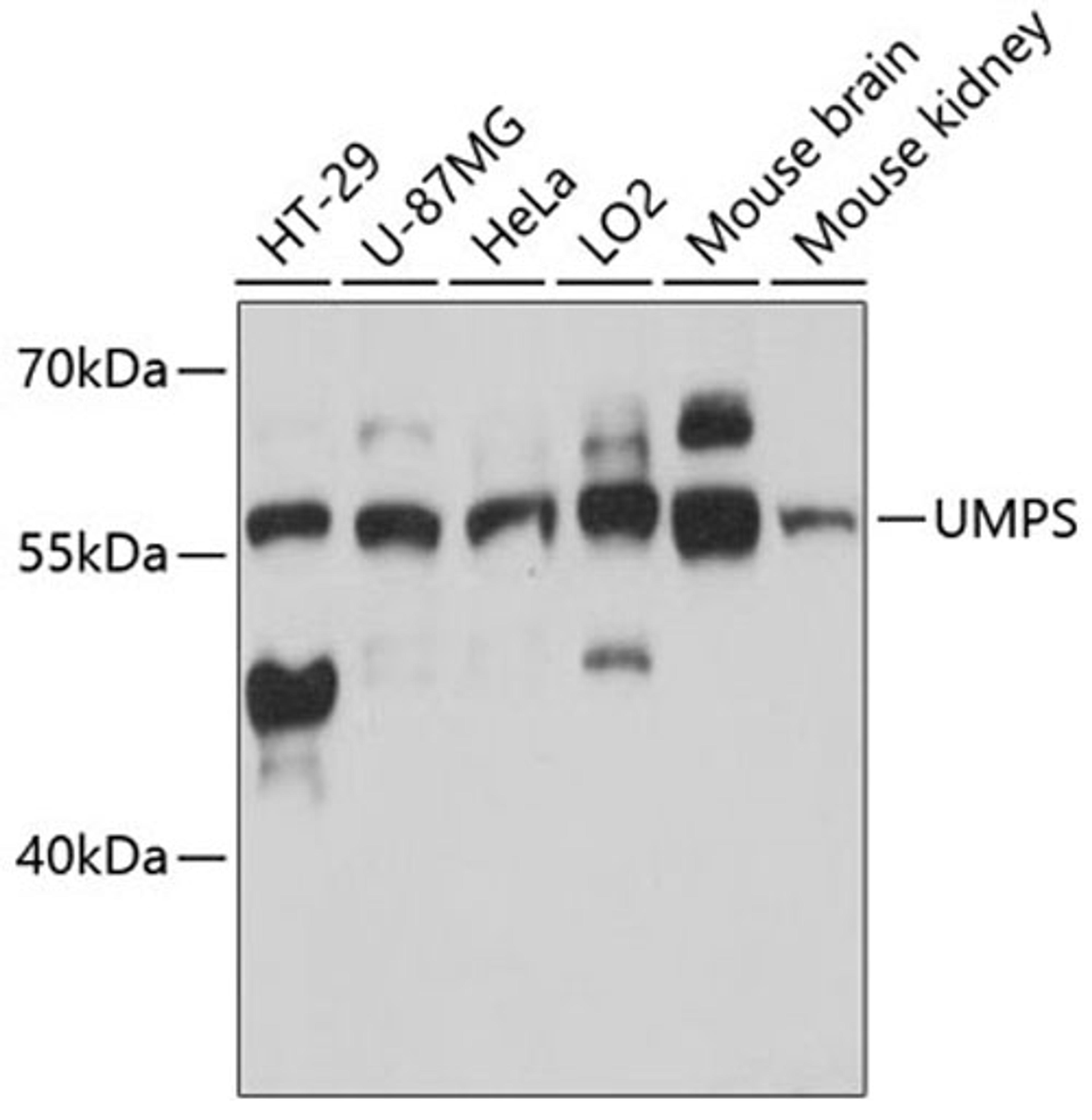 Western blot - UMPS antibody (A13251)