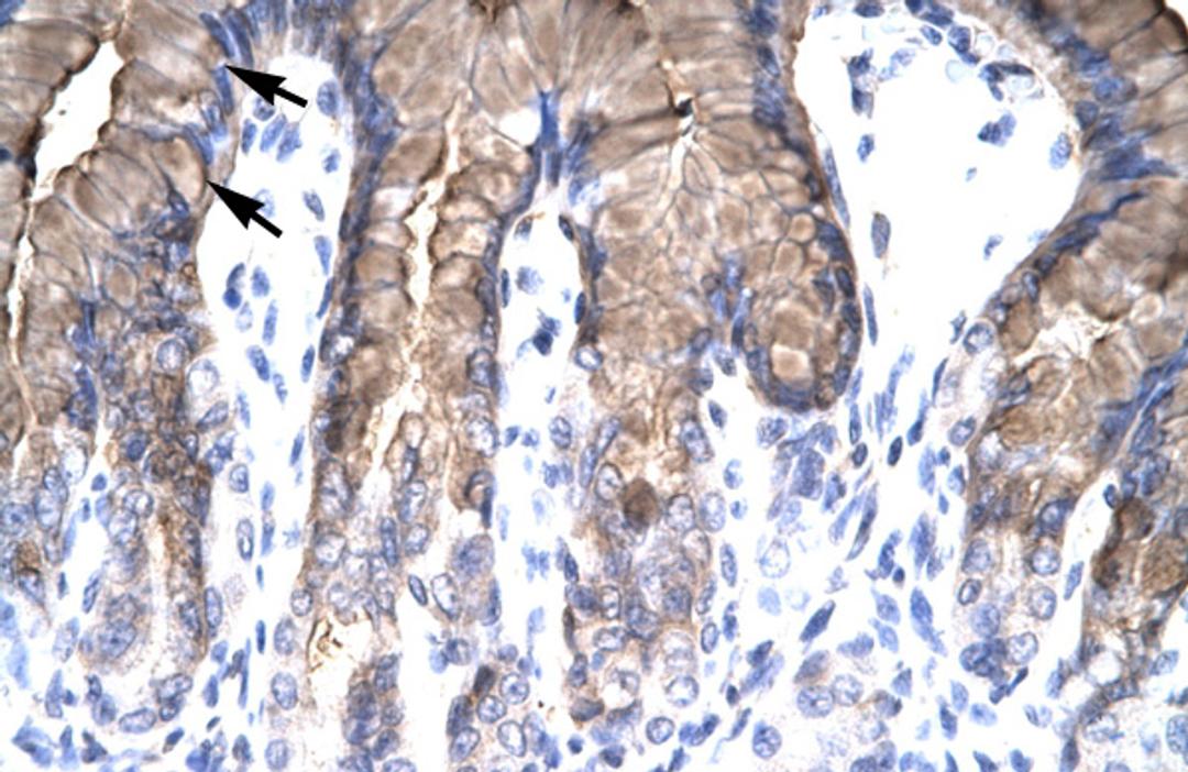 Antibody used in IHC on Human Stomach at 4.0-8.0 ug/ml.