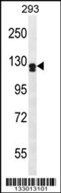 Western blot analysis in 293 cell line lysates (35ug/lane).