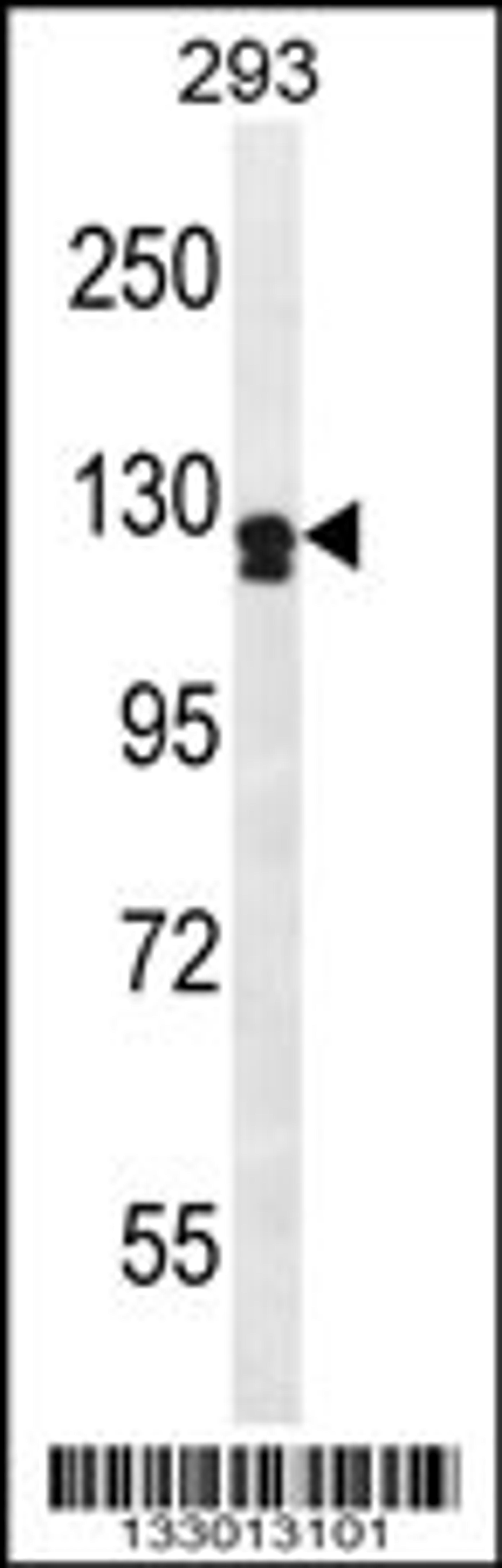 Western blot analysis in 293 cell line lysates (35ug/lane).