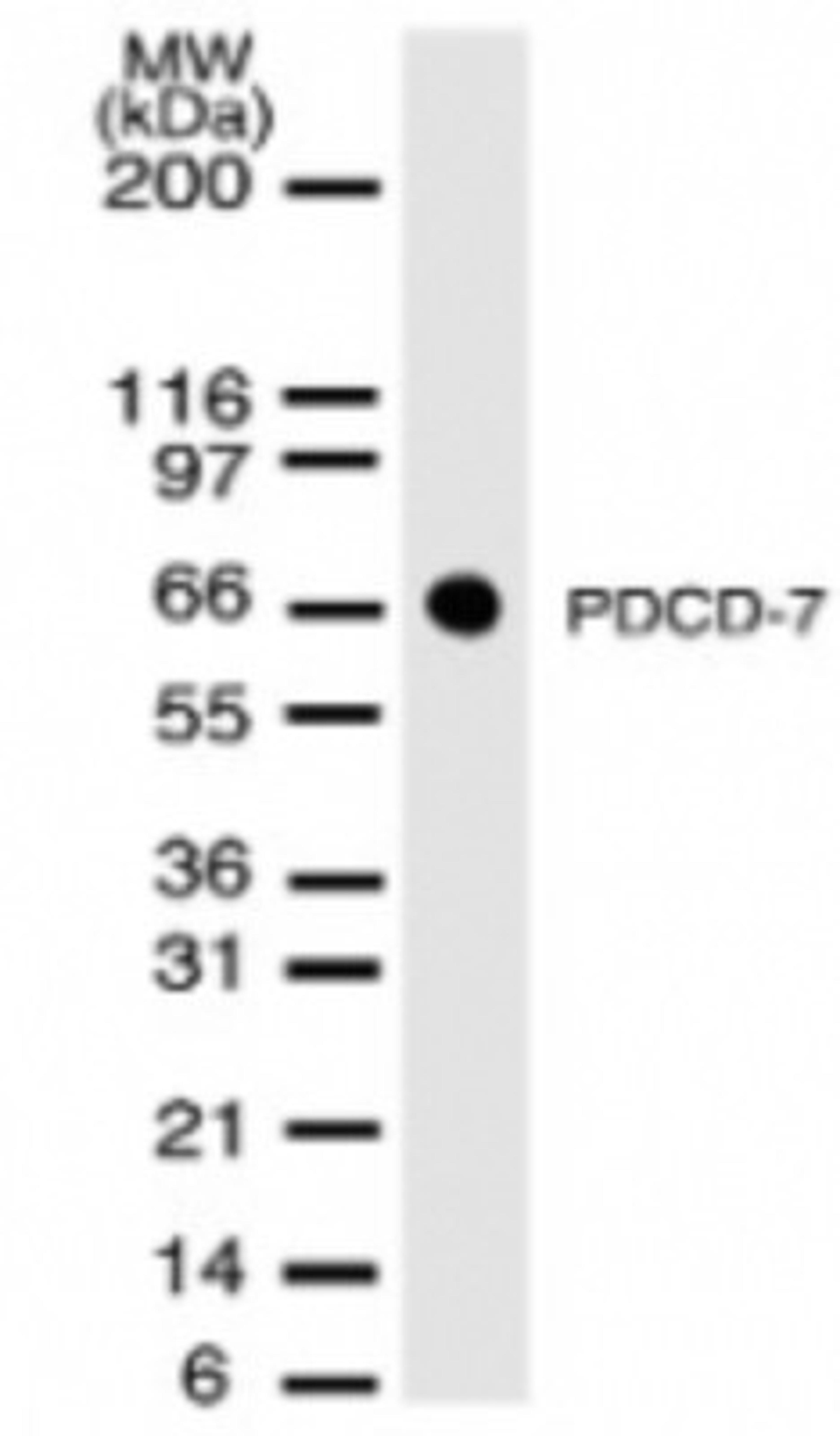 Western Blot: PDCD7 Antibody (46C713.2.1) [NB100-56540] - analysis PDCD-7 using PDCD-7 monoclonal antibody. Mouse NIH3T3 cells were probed with PDCD-7 antibody at 2 ug/ml.