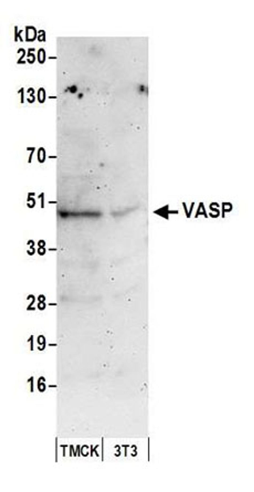 Detection of mouse VASP by western blot.