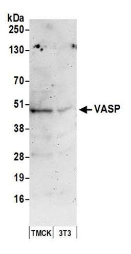 Detection of mouse VASP by western blot.