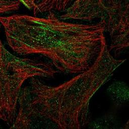 Immunocytochemistry/Immunofluorescence: SPRYD3 Antibody [NBP1-83681] - Staining of human cell line U-2 OS shows positivity in nucleus but not nucleoli, cytoplasm & cytoskeleton (actin filaments).