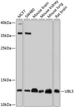 Western blot - UBL3 antibody (A4028)