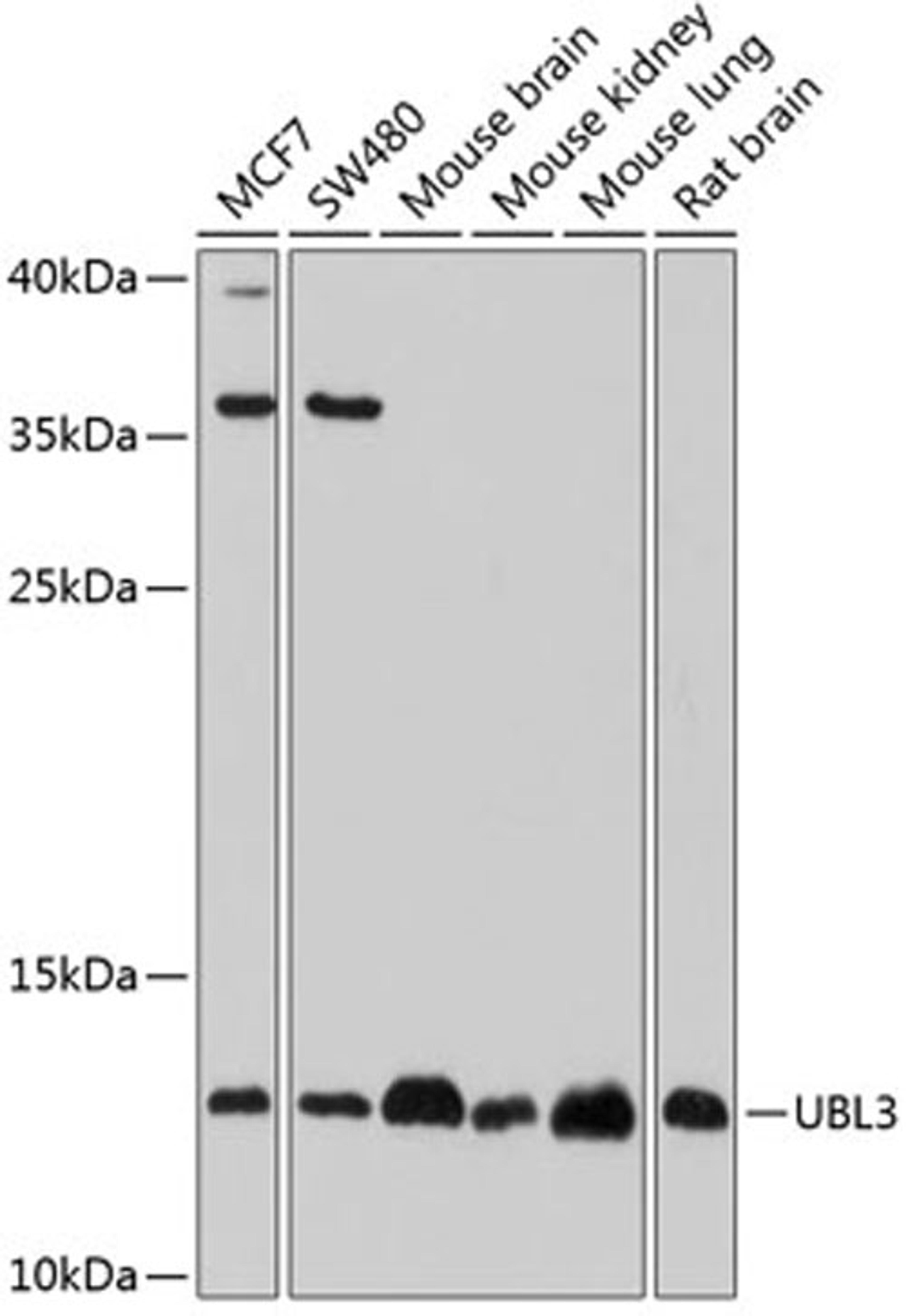 Western blot - UBL3 antibody (A4028)