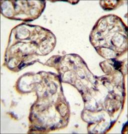 Immunohistochemical staining of paraffin embedded human placenta tissue using GNRH1 antibody (primary antibody dilution at: 1:10-50)