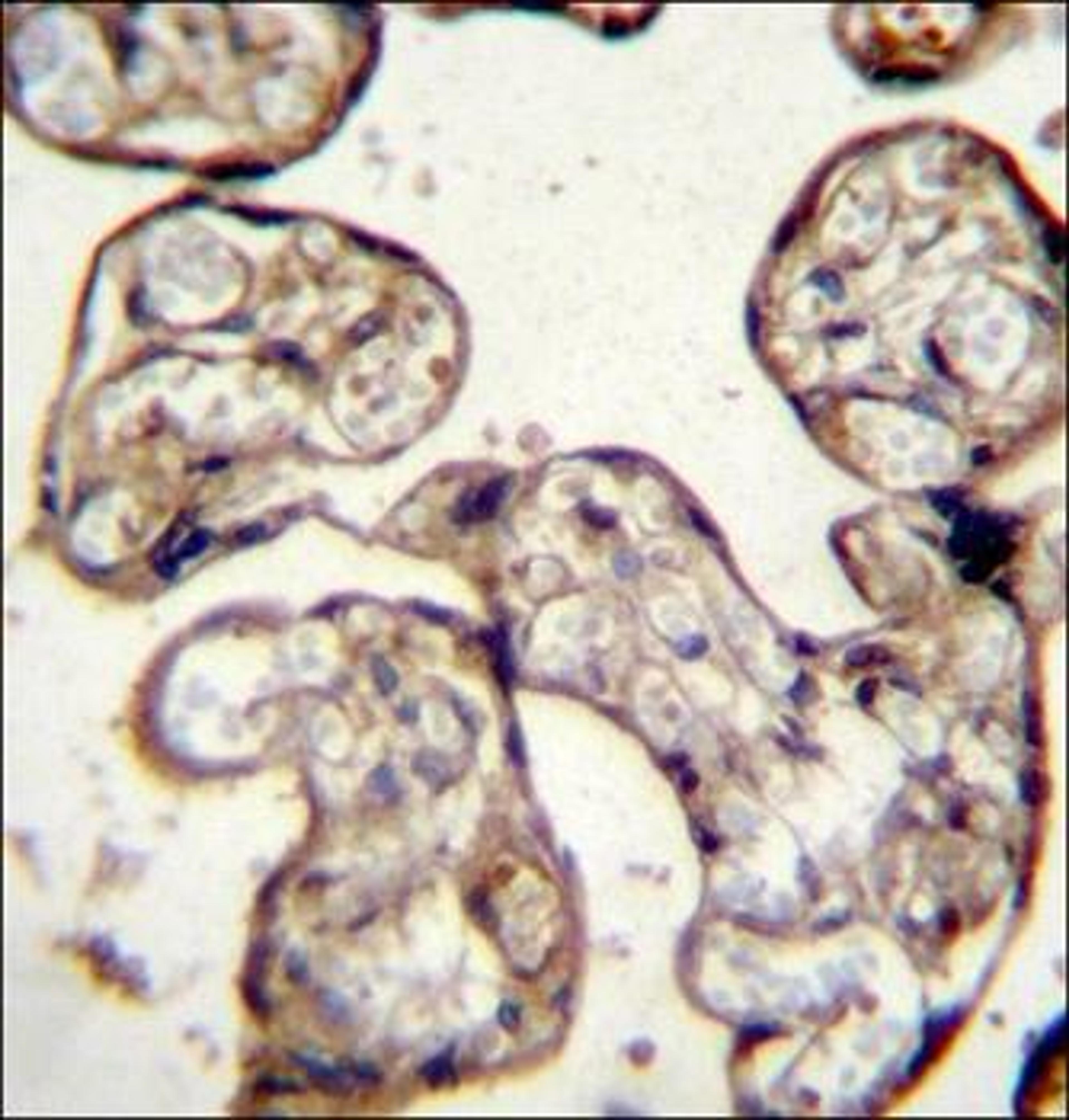 Immunohistochemical staining of paraffin embedded human placenta tissue using GNRH1 antibody (primary antibody dilution at: 1:10-50)