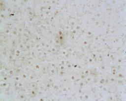 Immunohistochemical analysis of paraffin-embedded rat liver using NKG2D antibody. 