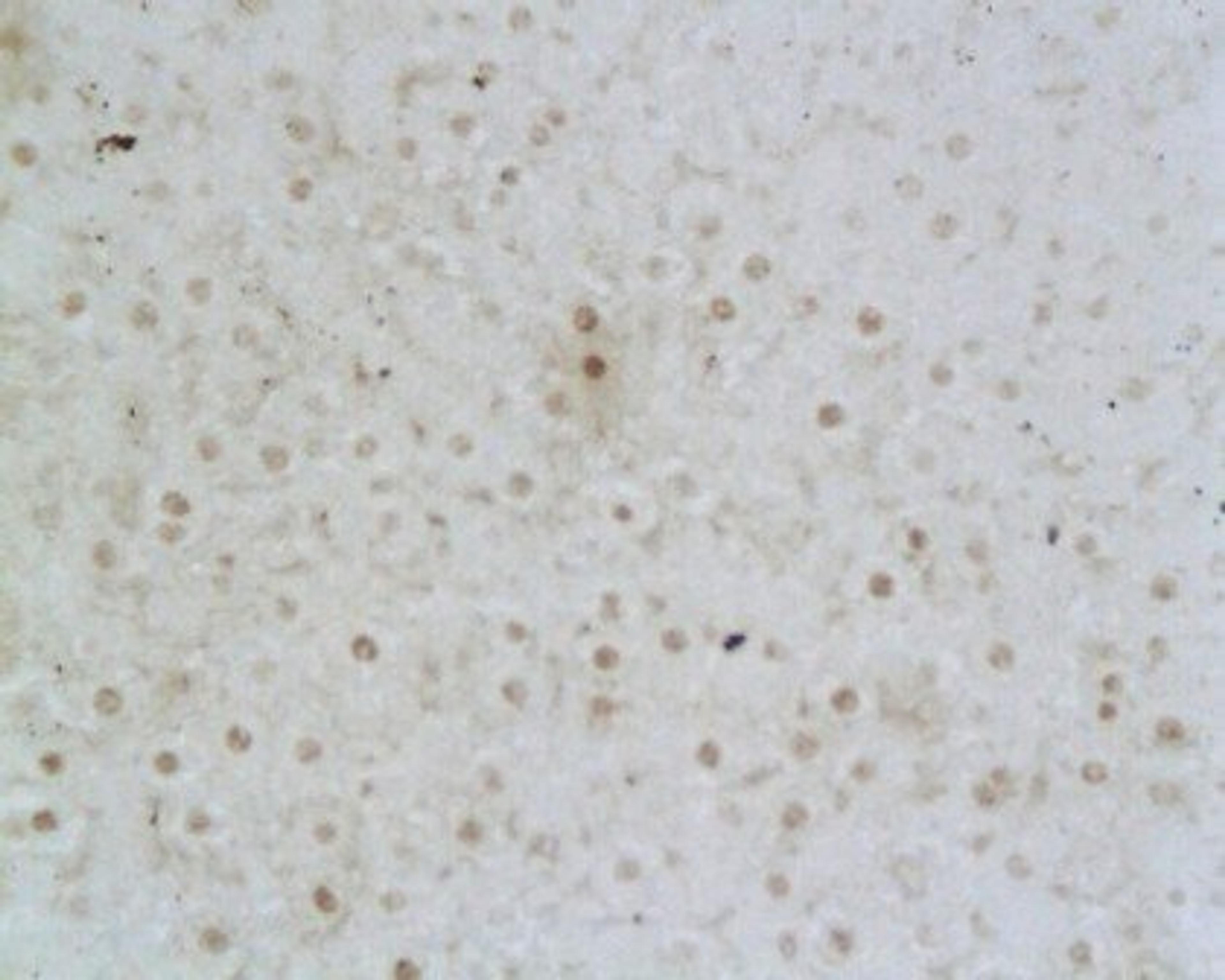 Immunohistochemical analysis of paraffin-embedded rat liver using NKG2D antibody. 