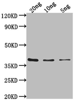 Western Blot. Positive WB detected in Recombinant protein. All lanes: hupB antibody at 1:2000. Secondary. Goat polyclonal to rabbit IgG at 1/50000 dilution. Predicted band size: 36 kDa. Observed band size: 36 kDa. 