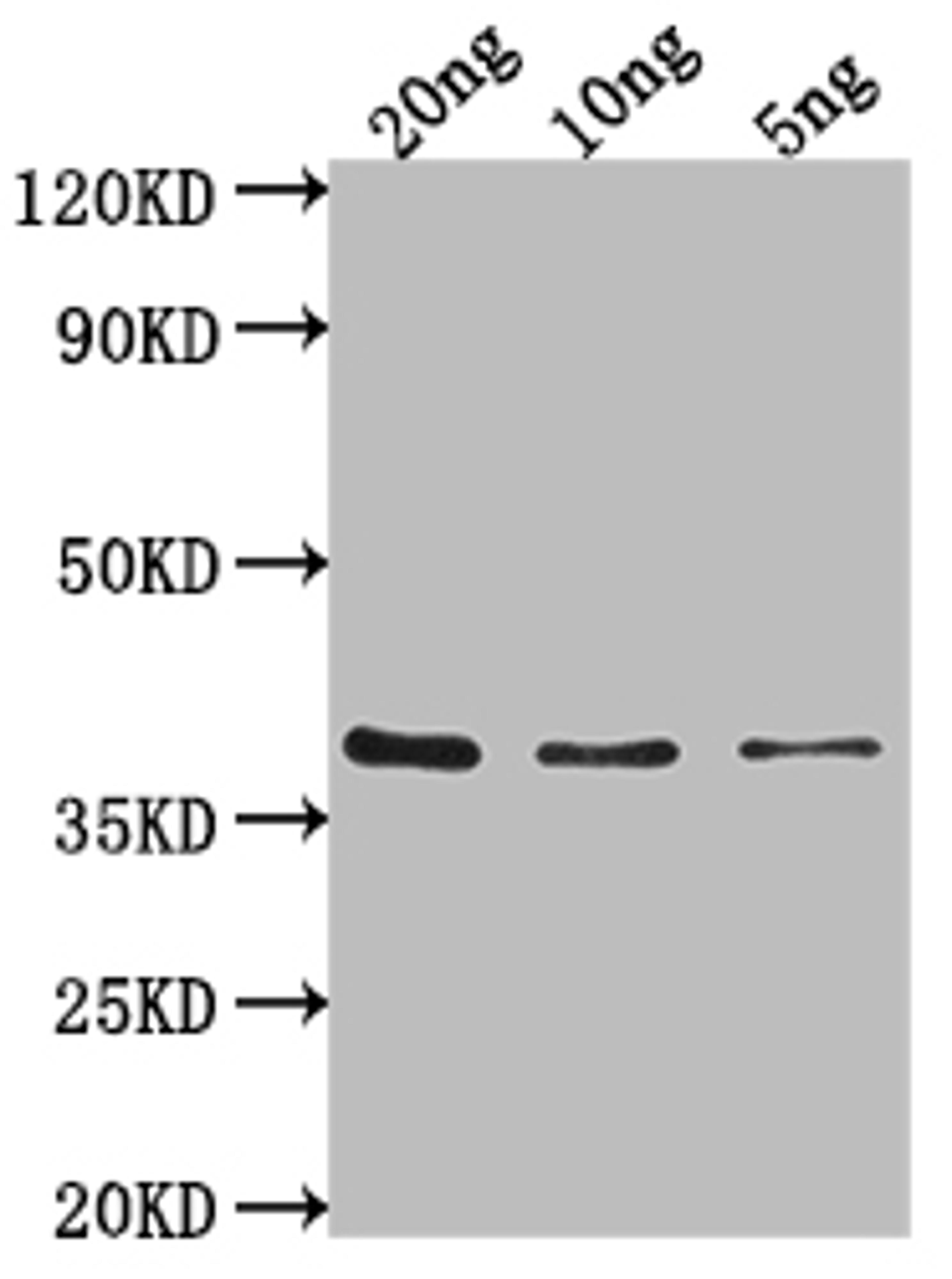 Western Blot. Positive WB detected in Recombinant protein. All lanes: hupB antibody at 1:2000. Secondary. Goat polyclonal to rabbit IgG at 1/50000 dilution. Predicted band size: 36 kDa. Observed band size: 36 kDa. 
