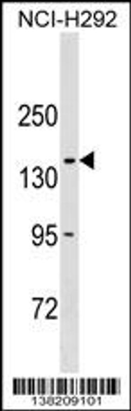 Western blot analysis in NCI-H292 cell line lysates (35ug/lane).