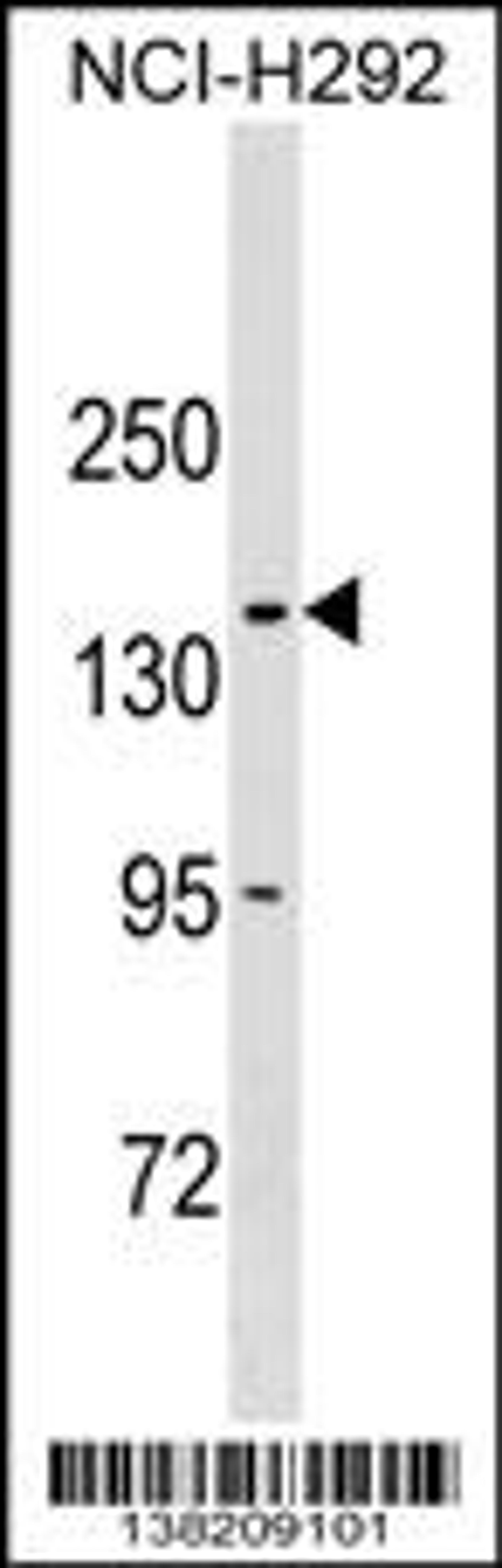 Western blot analysis in NCI-H292 cell line lysates (35ug/lane).