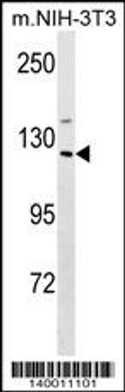 Western blot analysis in mouse NIH-3T3 cell line lysates (35ug/lane).